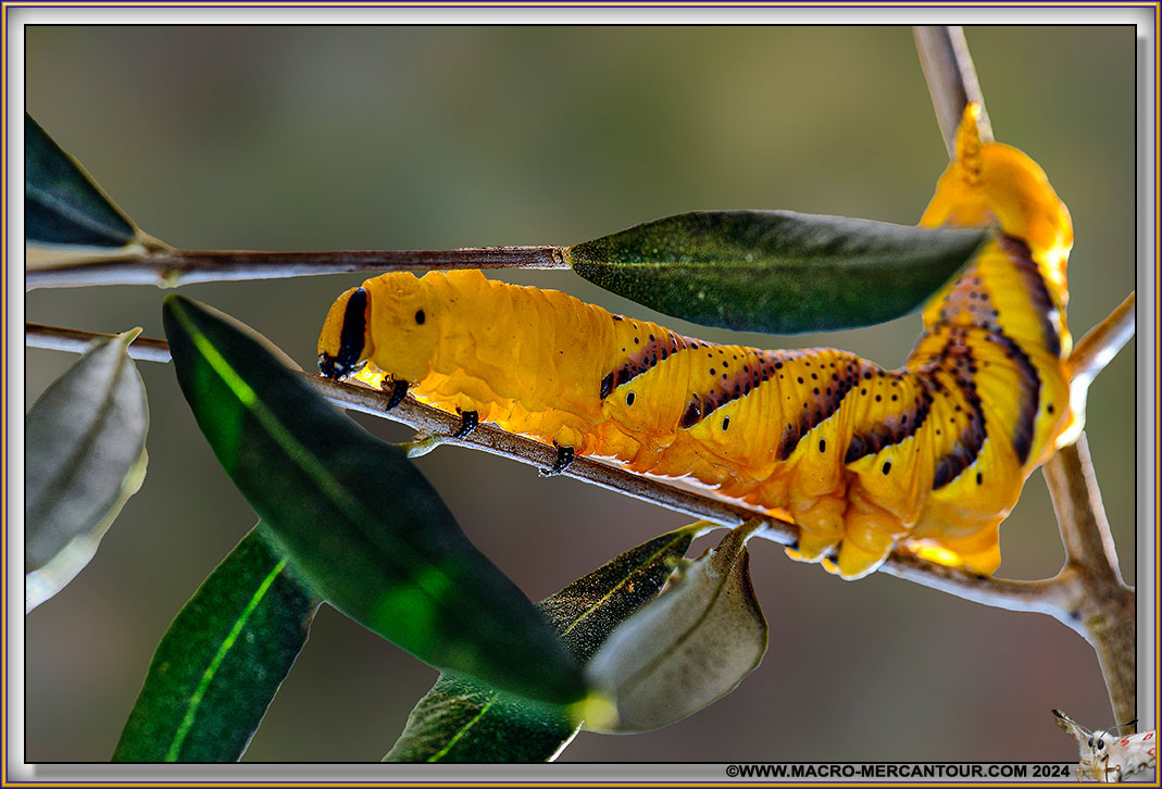 Sphynx tête de mort